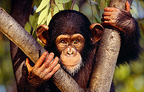 4 Days Chimpanzee & Gorilla Tour