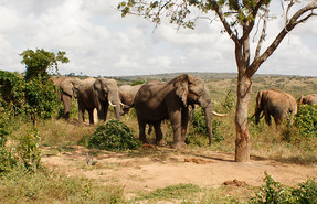 Mwaluganje Elephant Sanctuary – Full day