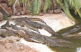 The Mamba Village (Crocodile)